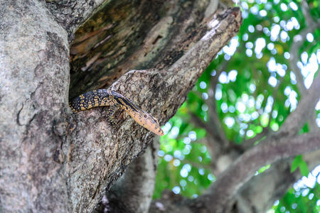 Bengal monitor lizard in tree hole.の写真素材