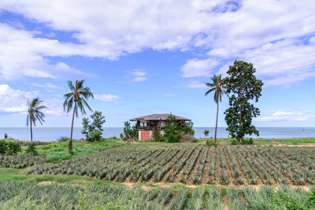 Thai style abandoned house seaside with pineapple field.の写真素材
