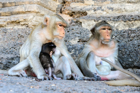 Family monkey in Lopburi, Thailand.の写真素材