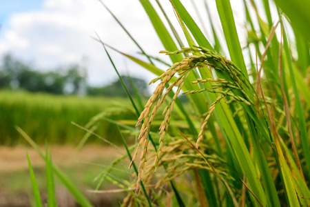 Close up of green rice paddy.の写真素材