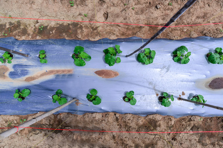 Top view of young melon plantation mulching with plastic film.の写真素材