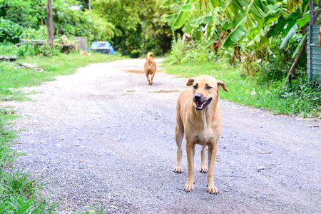 Lovely thai dog is standing and smiling in countryside.