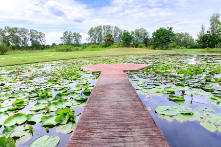 Cement walkway middle of lotus pond.の写真素材