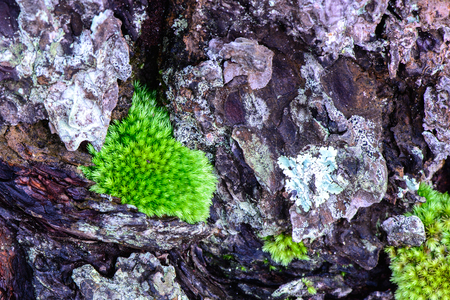 Moss growing on pine tree in rainforest.の写真素材