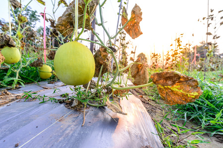 Yellow melon hanging on tree in field.の写真素材