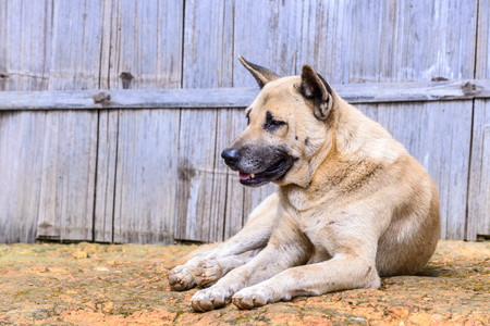 Thai dog sleeping on happy time.の写真素材