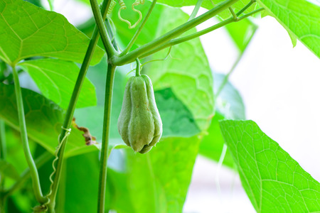 Chayote fruits hang on trellis.の写真素材