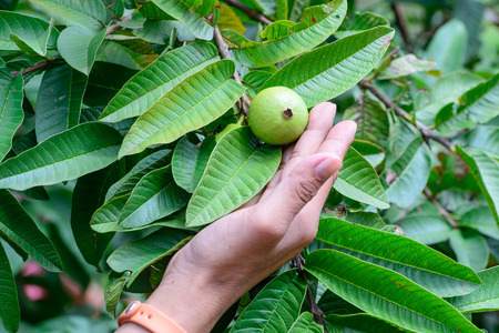 Hand holding Apple Guava or Common Guava, Psidium Guajava, Goiaba or Guayaba.の写真素材