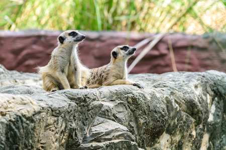 Lovely meerkat surikate.の写真素材