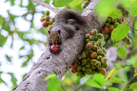 Squirrel eating a red fig fruit on tree.の写真素材