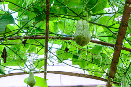 Chayote fruits hang on trellis.の写真素材