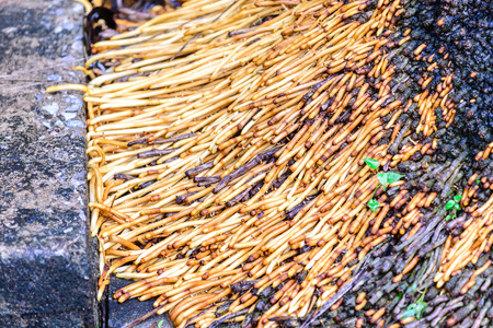 Palm root covered cement floor.