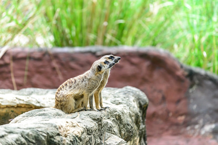 Lovely meerkat surikate.の写真素材