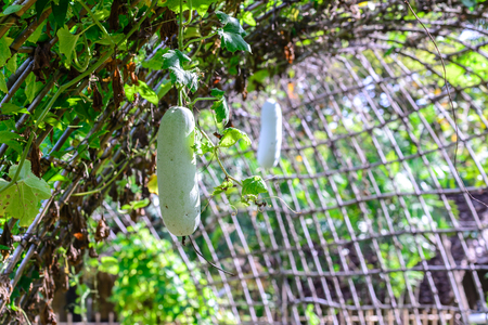 Winter melon fruits hang on trellis.の写真素材