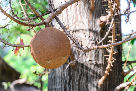 Cannon ball tree fruit.の写真素材