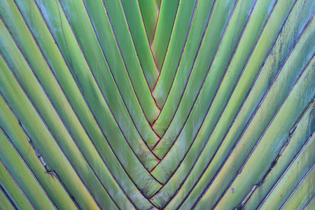 Buaetiful shape of ravenala madagascariensis or traveller's tree.の写真素材