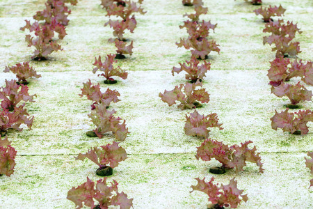 Hydroponics red oak salad vegetable in plantation.の写真素材