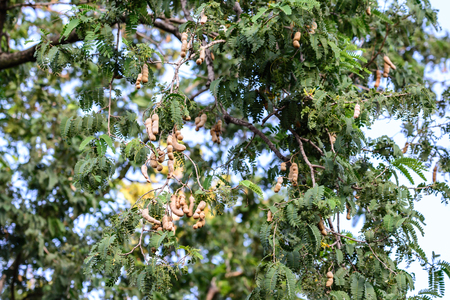 Thai tamarind on tree.