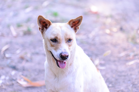 Happy white dog.