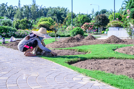 Gardener caring for flowering plants in garden.の写真素材