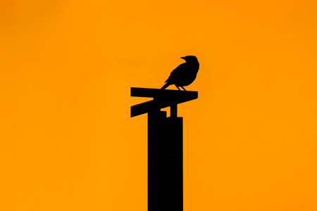 Silhouette of bird standing on wooden posts in morning.の写真素材