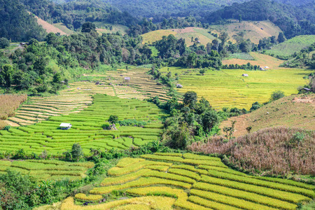 Terraced rice field at Ban Pa Bong Piang, Chiang Mai in Thailand.の写真素材
