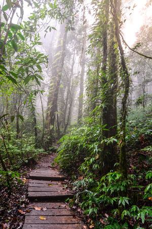 Wooden footpath nature trail at Doi Inthanon National Park in Chiang Mai, Thailand.の写真素材
