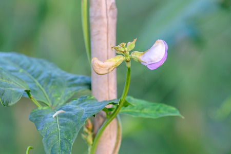 Flower of green yardlong bean on trellis.
