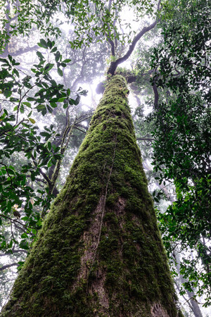Rainforest at Doi Inthanon National Park in Chiang Mai, Thailand.の写真素材