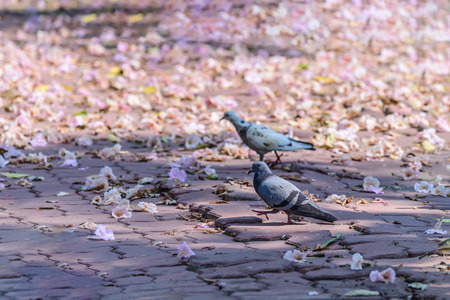Cute pigeon on floor with flower in garden.の写真素材