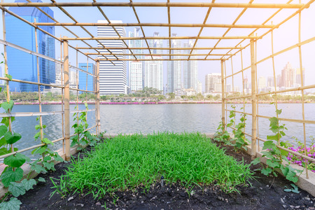Vegetable plantation in urban garden.の写真素材