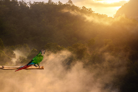 Colorful parrot standing on wooden perch with mist and mountain in the morning.の写真素材