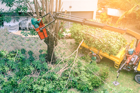 Gardener pruning a tree with chainsaw on crane.