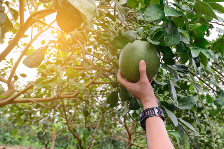Hand touching grapefruit tree.の写真素材