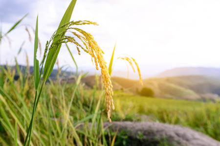 Close up of golden rice paddy in field.の写真素材