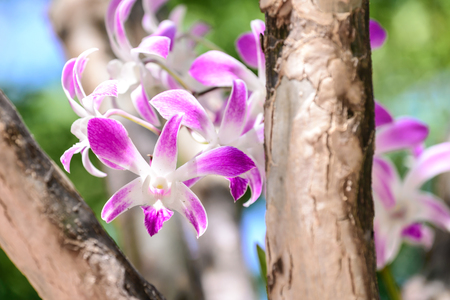 Beautiful pink orchid tree.の写真素材