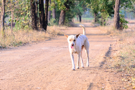 Happy white dog in countryside.の写真素材