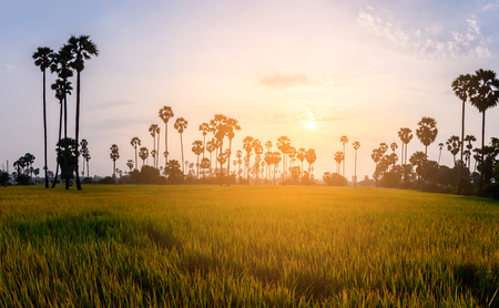 Rice field with palm tree in the morning.の写真素材