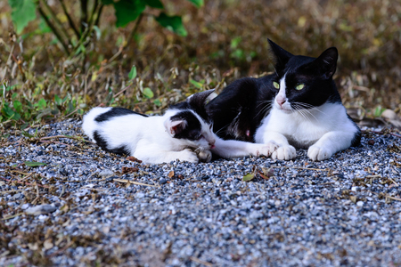 Mother cat and kitten play together.の写真素材