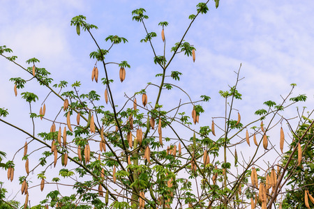 Ready to harvest of kapok.の写真素材