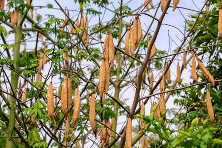 Ready to harvest of kapok.の写真素材