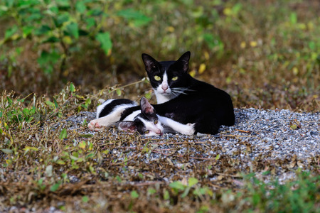 Mother cat and kitten play together.の写真素材