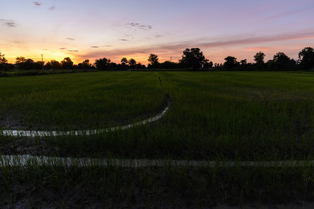 Rice field on the morning.の写真素材