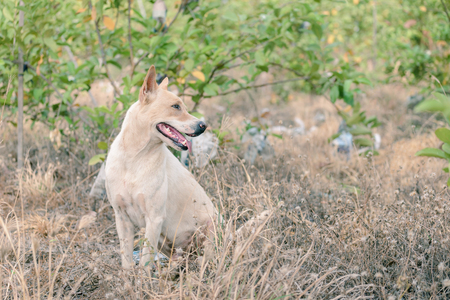 Thai dog smiling in farm garden.の写真素材