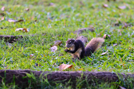 Cute squirrel is looking for food on lawn.の写真素材