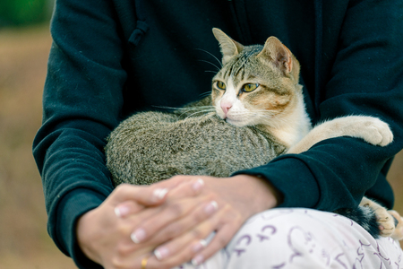 Cat sleeping on owner's lap.の写真素材