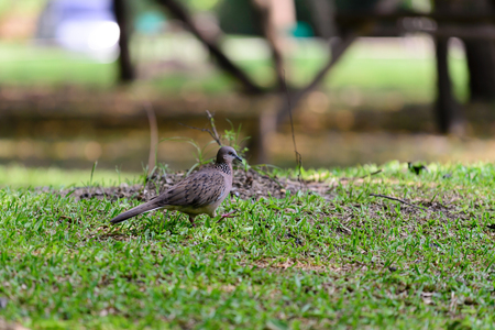 Zebra dove on grass lawn.の写真素材