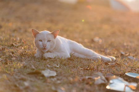 Cat playing outside at sunset time.の写真素材