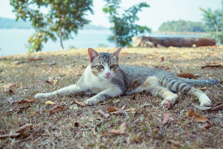 Cat playing outside at sunset time.の写真素材