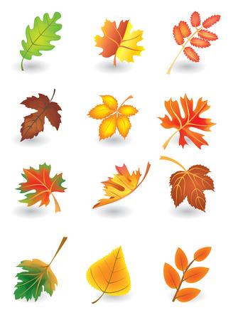 Vector set of autumn leaves for designのイラスト素材